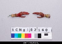 藏品(布袋戲內體-文手(右手))的圖片